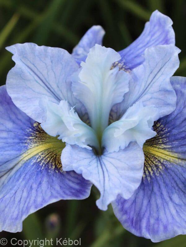 Iris Mission Bay