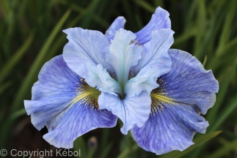 Iris Mission Bay