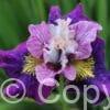 Iris On Mulberry Street