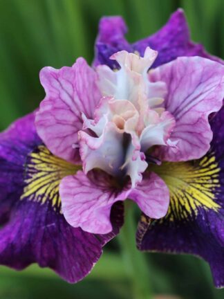 Iris On Mulberry Street
