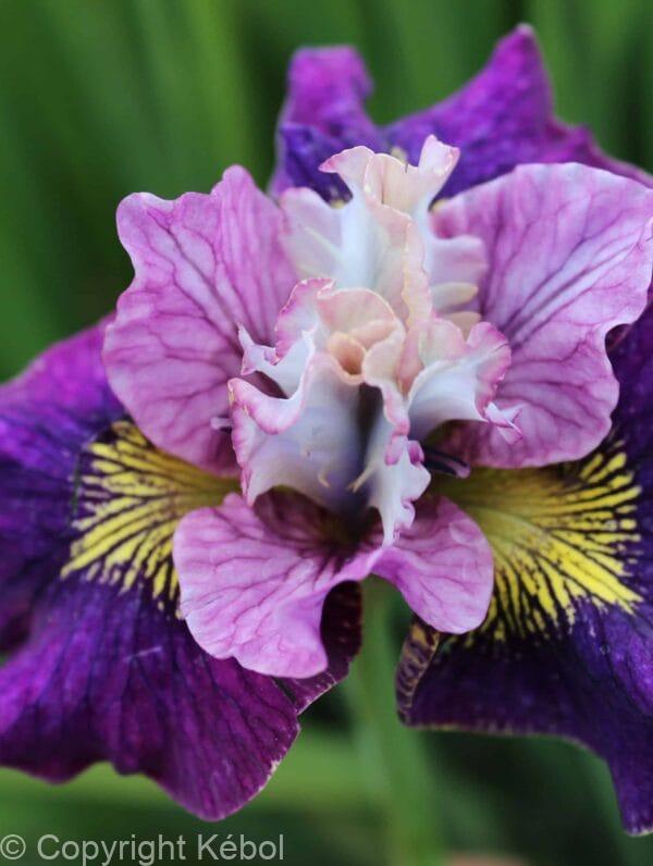 Iris On Mulberry Street