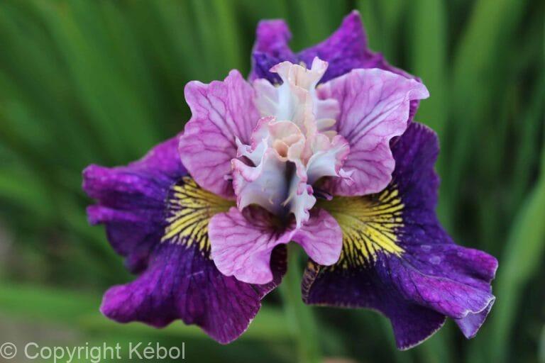 Iris On Mulberry Street