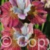 Iris Painted Woman