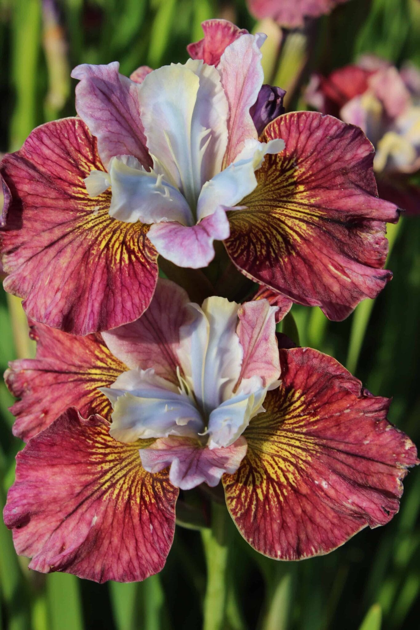 Iris Painted Woman