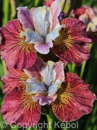 Iris Painted Woman - case