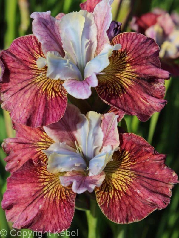 Iris Painted Woman