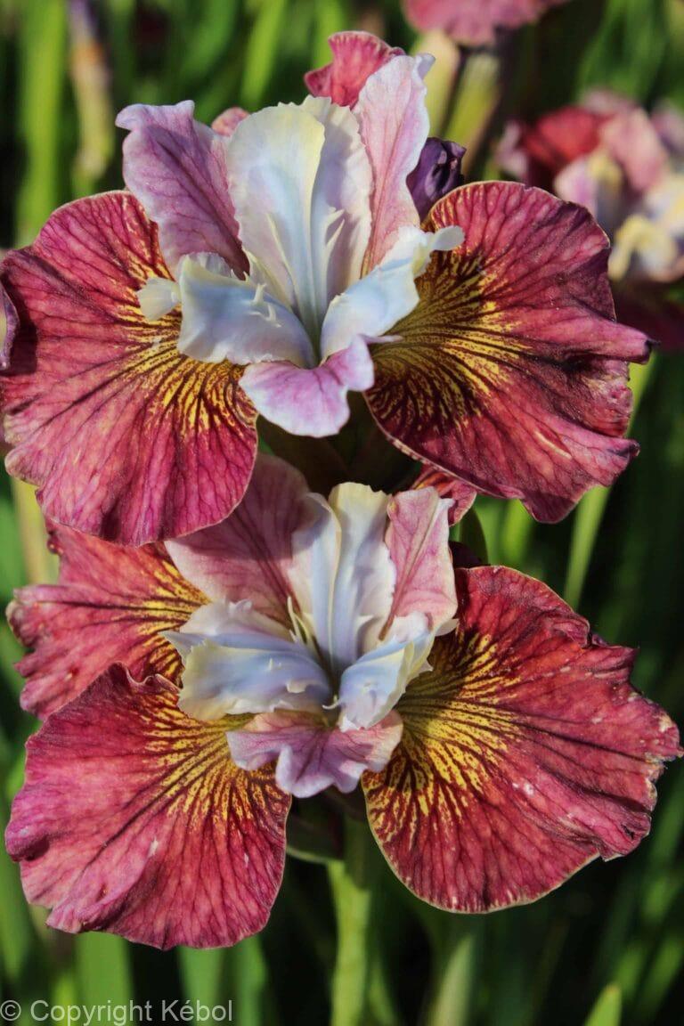 Iris Painted Woman