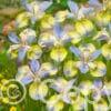 Iris Tipped in Blue