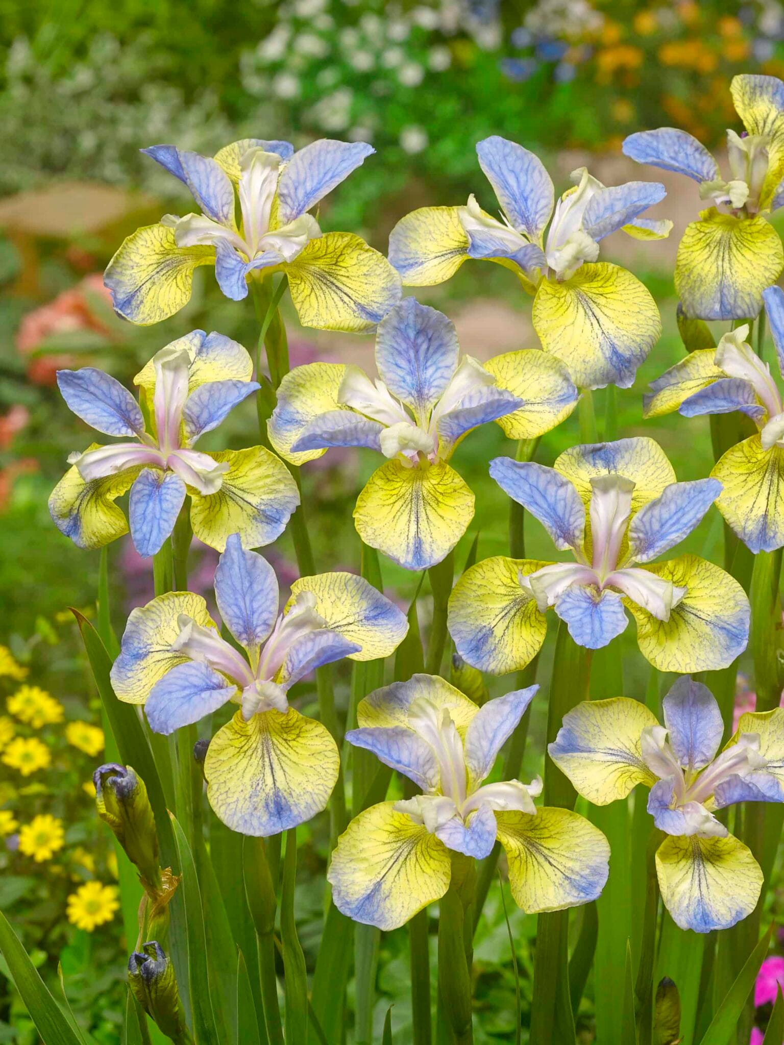 Iris Tipped in Blue