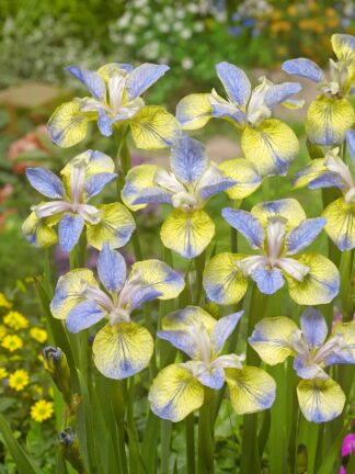 Iris Tipped in Blue