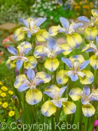 Iris Tipped in Blue - case