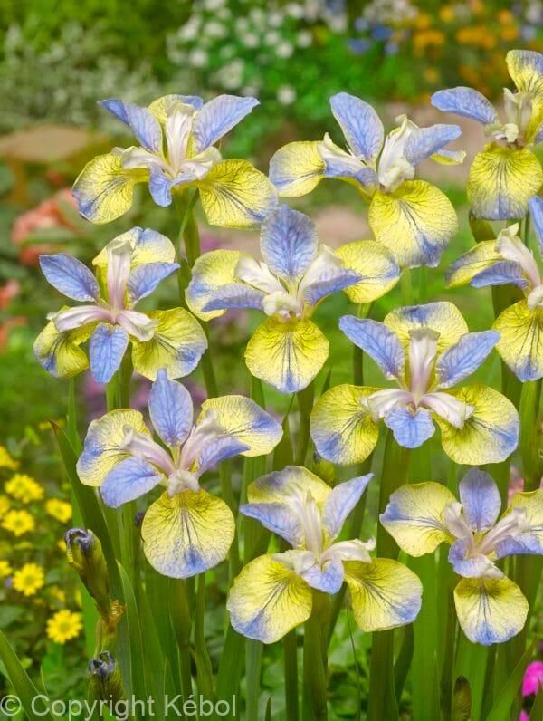 Iris Tipped in Blue