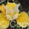 Iris Solar Energy