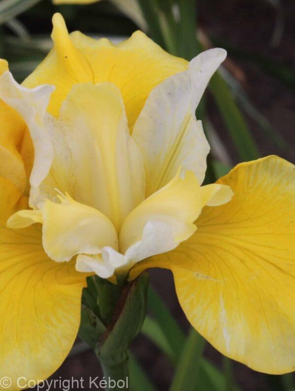 Iris Solar Energy
