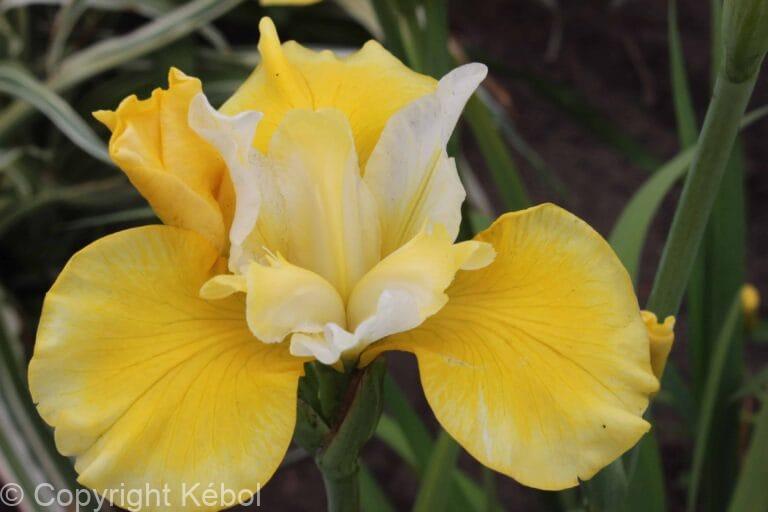 Iris Solar Energy