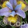 Iris Uncorked