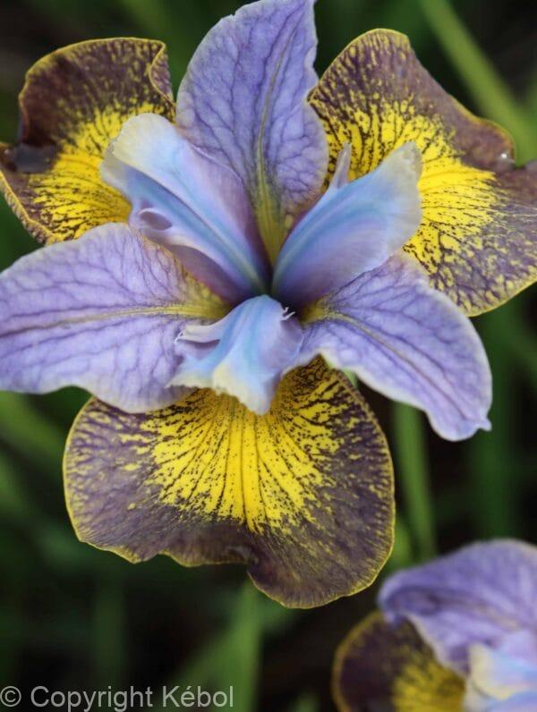 Iris Uncorked