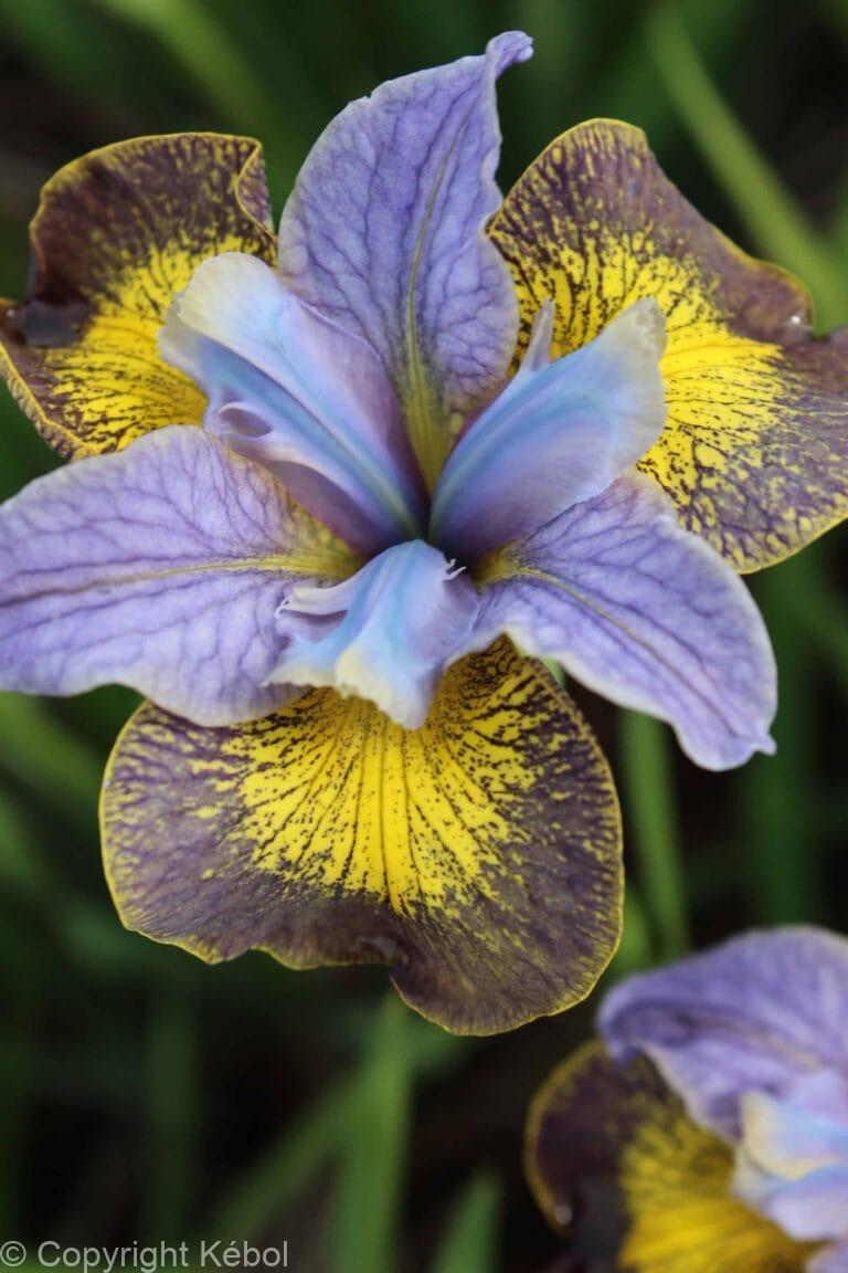 Iris Uncorked