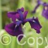 Iris Something Shocking