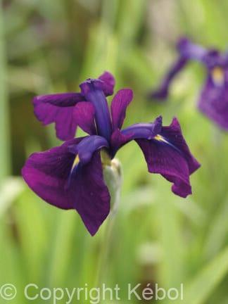 Iris variegata - bag
