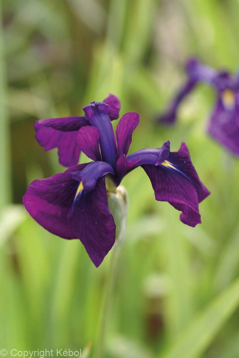 Iris Something Shocking
