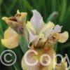 Iris White Amber