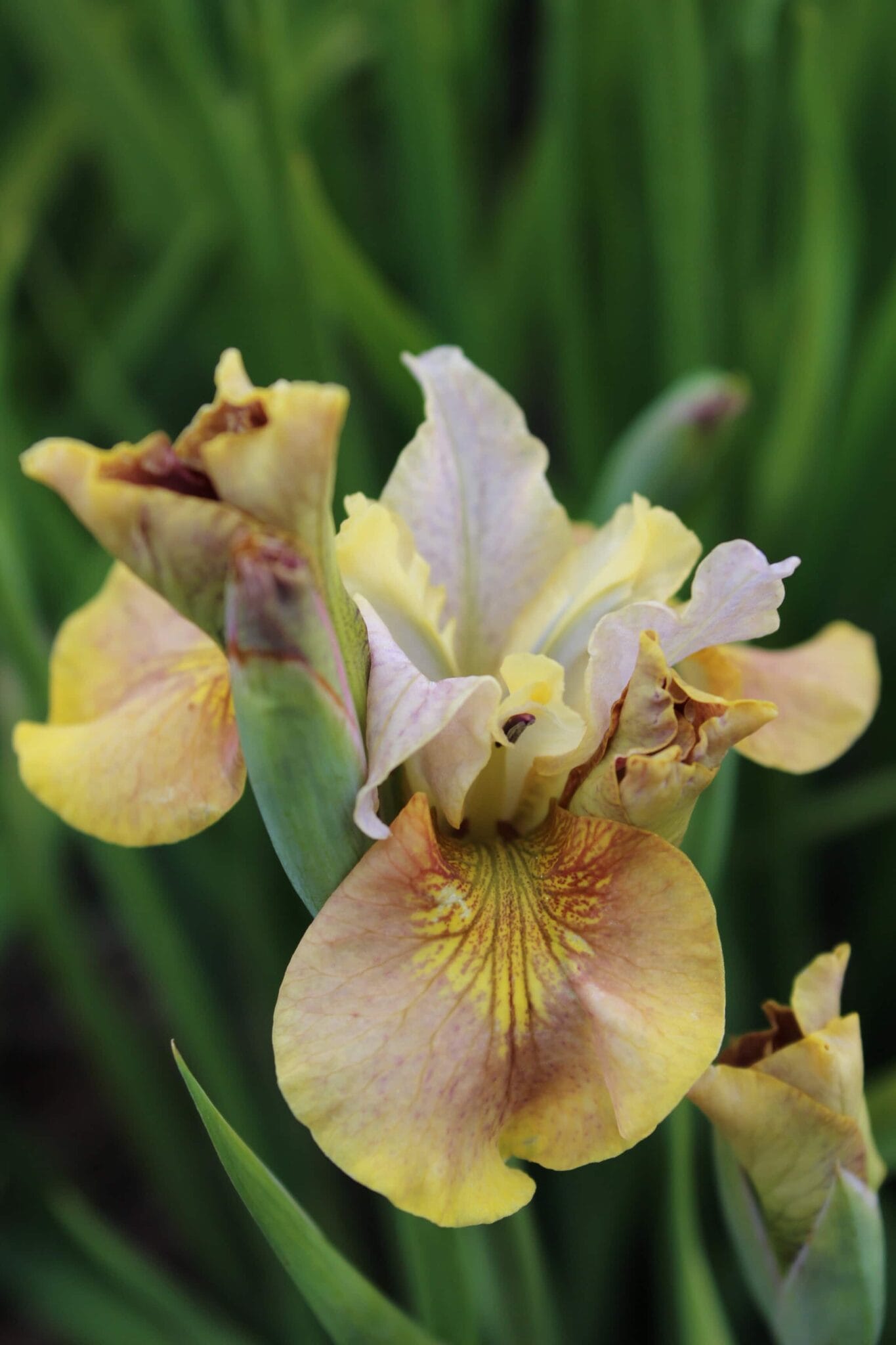 Iris White Amber