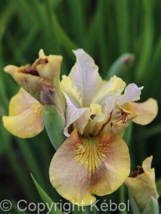 Iris White Amber - bag