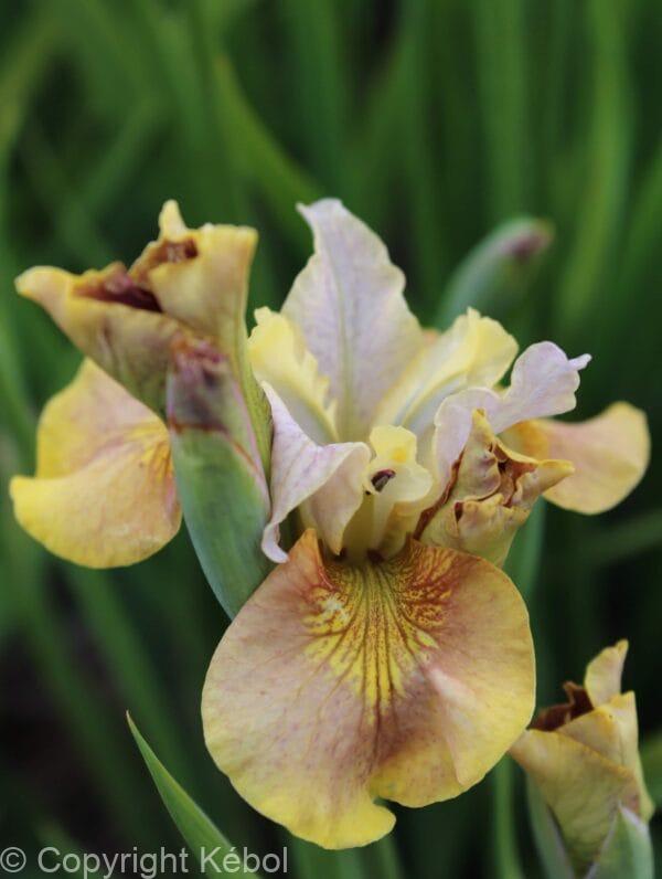 Iris White Amber