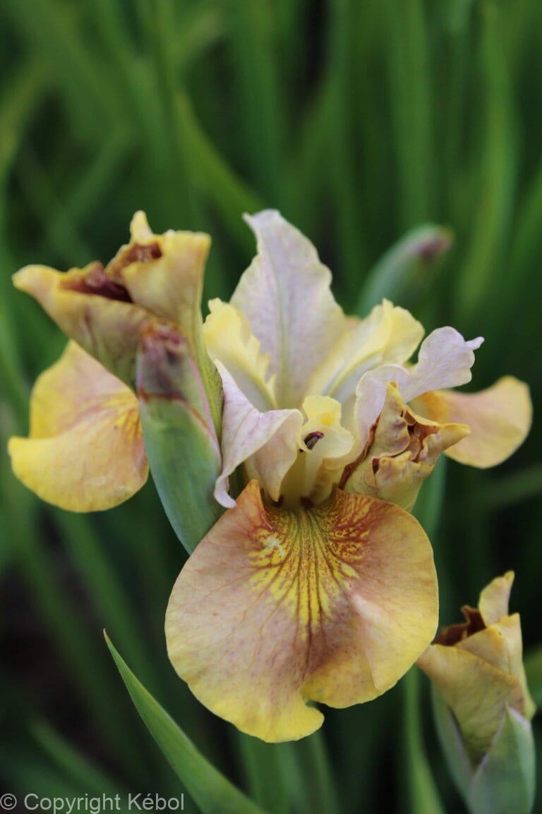 Iris White Amber