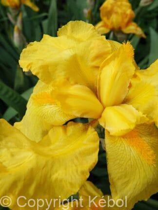 Iris Laura Louise - case