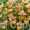 Iris Colonel Mustard