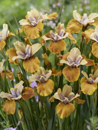 Iris Colonel Mustard - bag