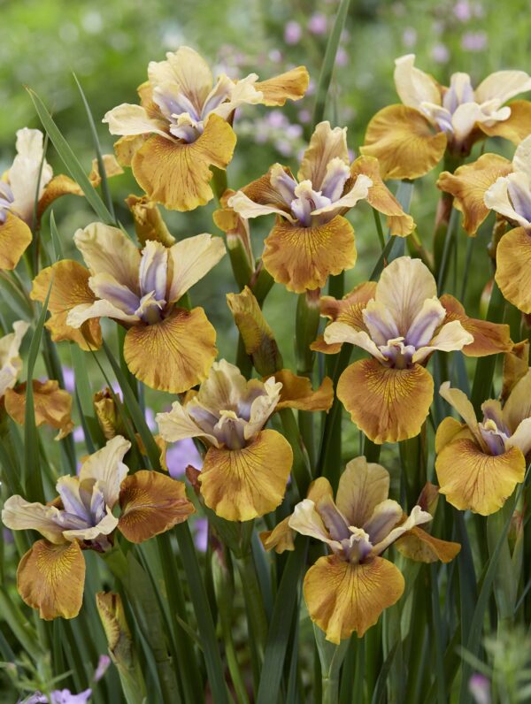 Iris Colonel Mustard