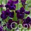 Iris Purplelicious