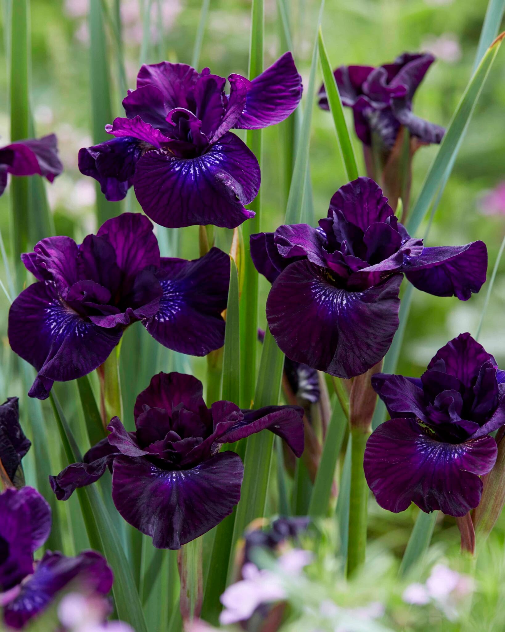 Iris Purplelicious