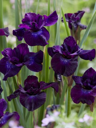 Iris Purplelicious