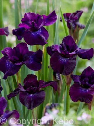 Iris Purplelicious - case