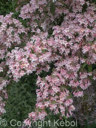 Kolkwitzia Pink Cloud - bag