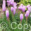 Liatris Kobold Original