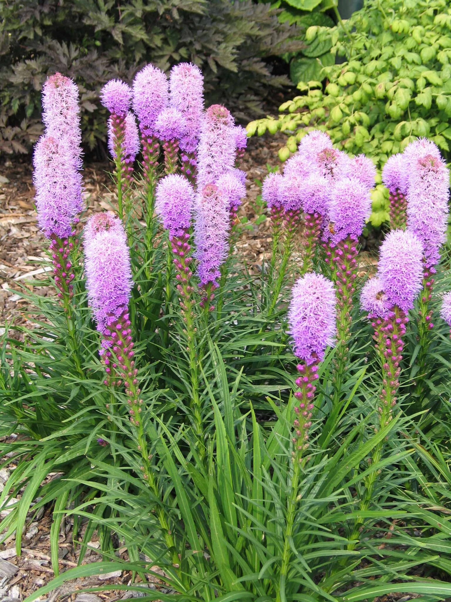 Liatris Kobold Original