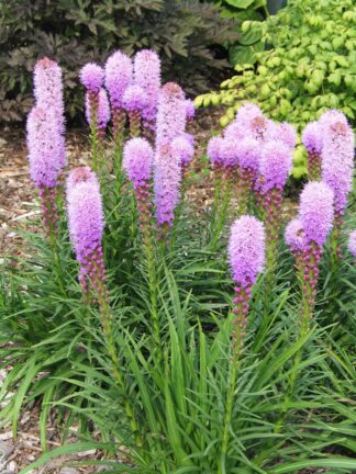 Liatris spicata Kobold Original - bag