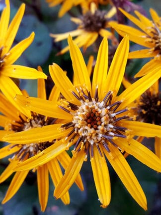 Ligularia Britt-Marie Crawford - bag