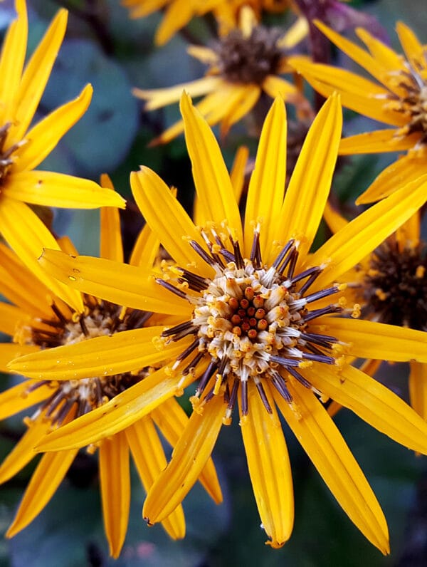 Ligularia Britt-Marie Crawford - case
