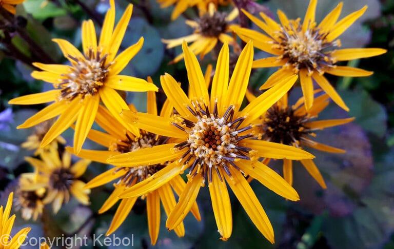 Ligularia Britt-Marie Crawford