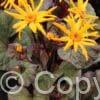 Ligularia Garden Confetti