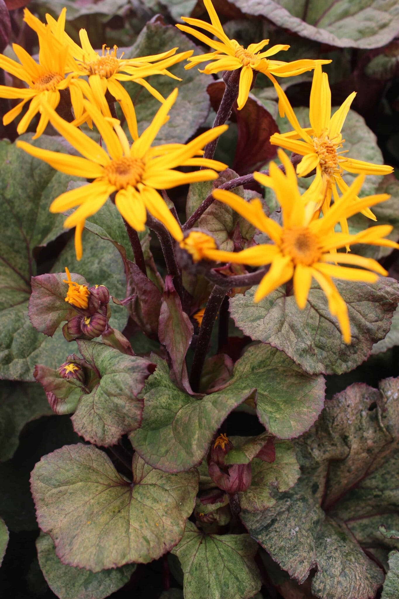 Ligularia Garden Confetti