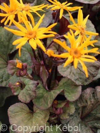 Ligularia Garden Confetti - bag