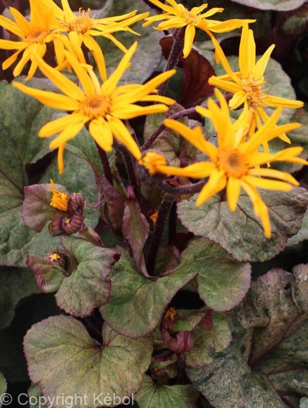 Ligularia Garden Confetti