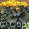 Ligularia Othello